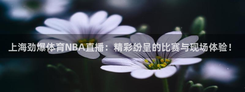 上海劲爆体育NBA直播：精彩纷呈的比赛与现场体验！