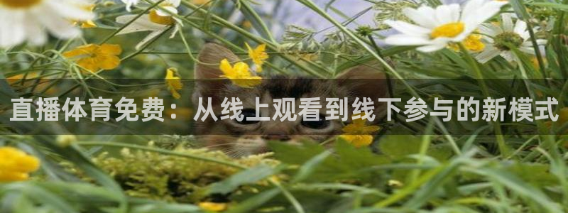 世界杯决赛回放完整版：直播体育免费：从线上观看到线下参与的新模式